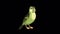 Green forest bird sings alpha matte 4K