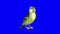 Green forest bird sings chroma key 4K