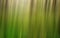 Green forest blur background