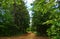 Green Forest of Canada, Foliage, Path, Wild Nature Background, Flora, North America Landscape, Tourism, Travel.