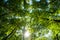 Green forest canopy overhead