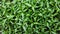 Green forest carpet of small plants close-up macro, texture, background