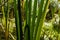 Green forest Cat Tails leaves and stalks growing