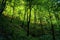 Green forest in the Caucasus mountains in the evening sun. Landscape. Copy space