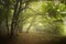 Green forest with fog and strange trees in early autumn