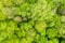 Green forest foliage aerial view woodland tree canopy nature background