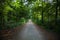 Green Forest Footpath