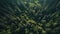 Green forest growth in autumn, tranquil aerial view generated by AI