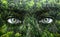 Green forest and human eyes - Save nature concept