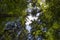 The green forest of the Lake Crnava, Preddvor, Hrib, Slovenia