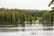 Green forest by the lake in reflection in the water. Ducks swimming in the lake