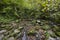 Green forest landscape with creek. Lush foliage. Nature rainforest