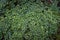 Green forest leaves texture. Shamrock pattern, lush forest litter flor. Clover leaf background