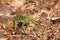 Green Forest Lizard or Calotes Calotes eating an insect in Sri Lanka