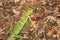 Green Forest Lizard close up in Sri Lanka