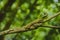 Green forest lizard.Jungle Sri Lanka greenery Sinharaja Forest Reserve