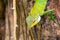 Green forest Lizard in Sri Lanka