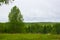 Green forest and lonely wood