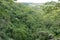 green forest lookout top view
