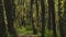 Green forest with lots of tall trees with coarse bark and daylight breaking through foliage