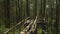 Green forest with lots of tall trees with coarse bark and daylight breaking through foliage with bridge