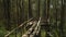 Green forest with lots of tall trees with coarse bark and daylight breaking through foliage with bridge