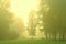 Green forest with morning mist