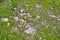 Green forest moss with fallen wood debris with dry tree branches and leaves