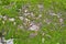 Green forest moss with fallen wood debris with dry tree branches and leaves