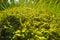 Green forest moss in a sunny day and some grass behind