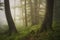 Green forest with moss on tree roots