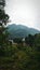 Green forest and mountainview in Dehradun, Uttrakhand.