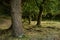 Green forest natural walkway in sunny day light. Sunshine forest trees