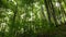 Green forest nature background. Forest in the