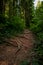 Green forest nature landscape vertical photography dirt route for walking between summer foliage wilderness environment