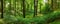 Green forest panorama