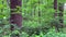 Green Forest Panorama in May in Spring Video