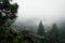 Green forest panorama with small town covered by dense fog