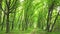 Green forest with path, trees and sun light going through leaves