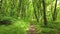 Green forest with path, trees and sun light going through leaves