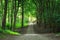 Green forest pathway can be used for travel nature landscape exp