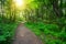 Green forest with pathway and sun light