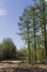 Green forest with pines, spruces, larches and birches. Bright summer day with blue sky