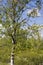 Green forest with pines, spruces, larches and birches. Bright summer day with blue sky