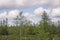 Green forest with pines, spruces, larches and birches. Bright summer day with blue sky