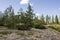 Green forest with pines, spruces, larches and birches. Bright summer day with blue sky