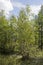 Green forest with pines, spruces, larches and birches. Bright summer day with blue sky