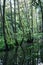 Green forest is reflected in water, seasonal natural scene, cold