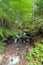 Green forest with a small brook