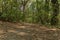 Green forest soil dirty path for walking and running lane